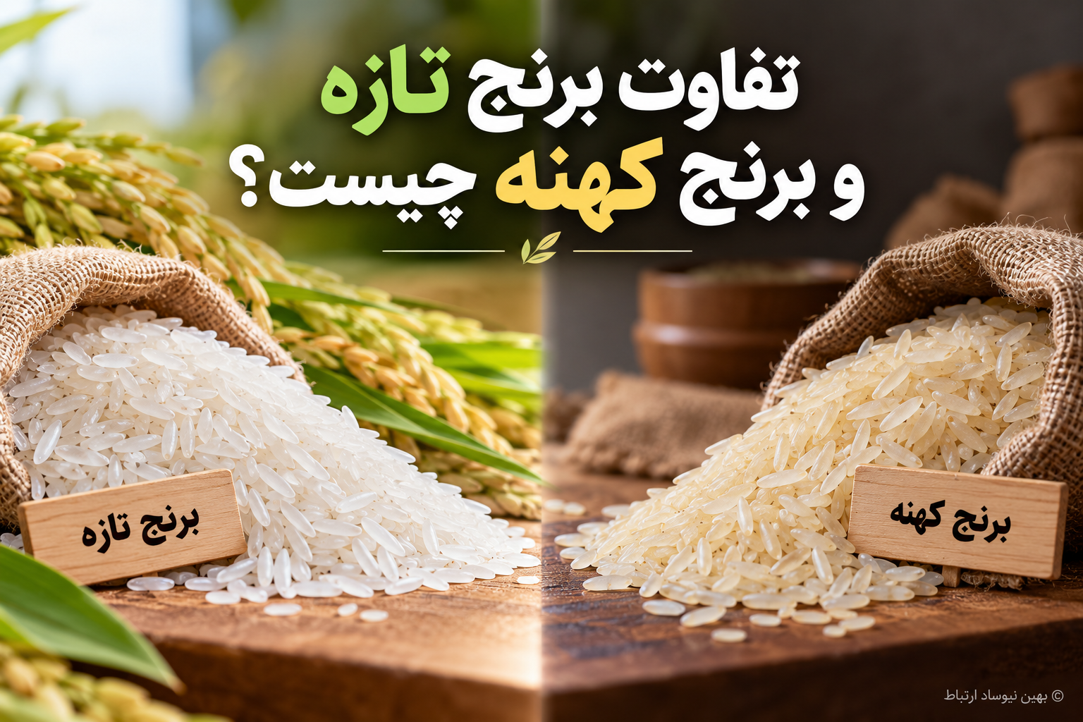 تفاوت برنج تازه و برنج کهنه چیست؟